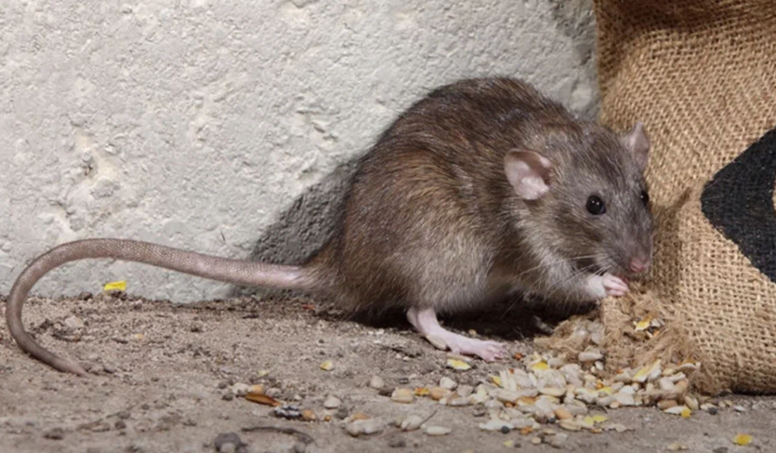 фото: Профессиональная дератизация в Большой Речке: <br/>+7-909-173-42-96