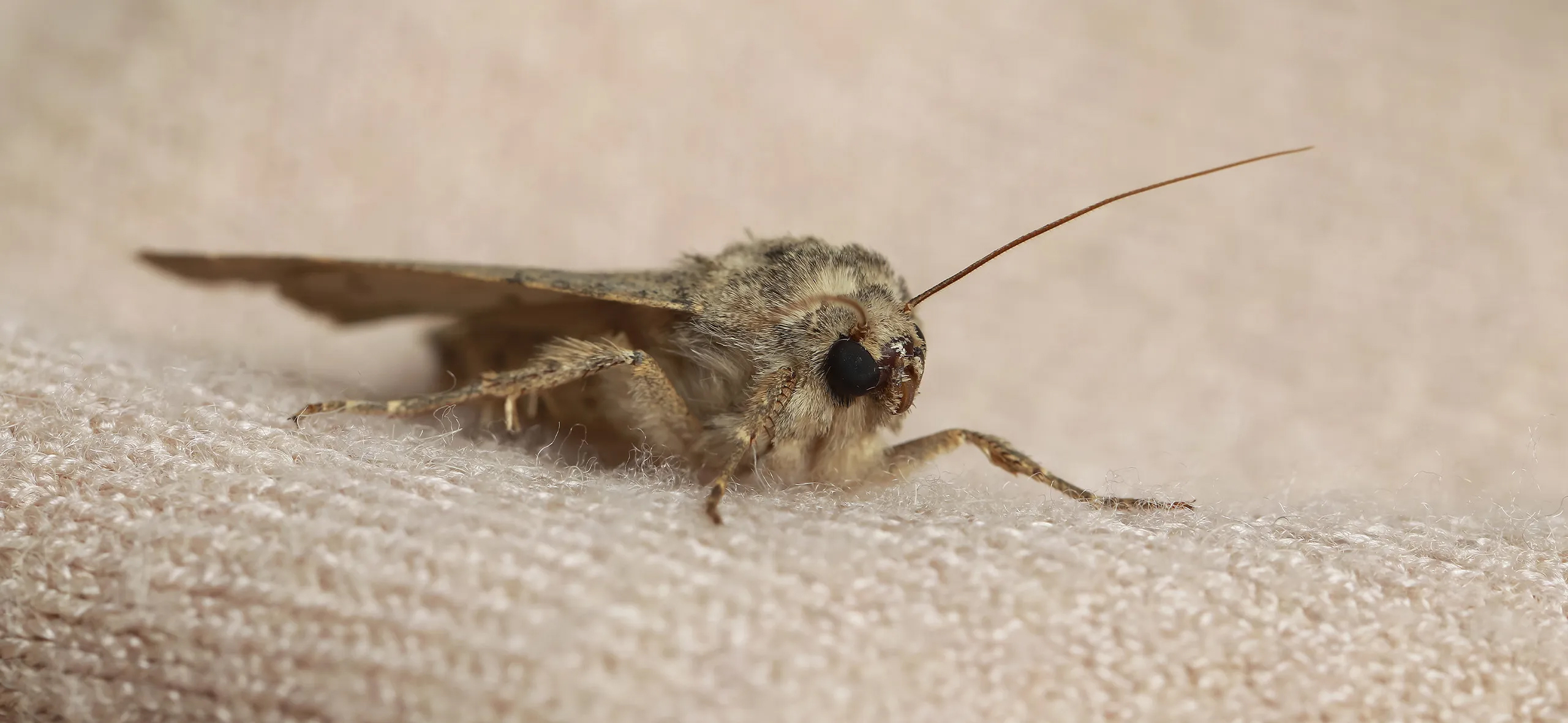 фото: Профессиональная обработка от моли в Большой Речке: <br/>+7-909-173-42-96